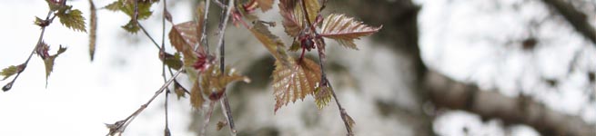 Schwarz-Birke Schwarz-Birke