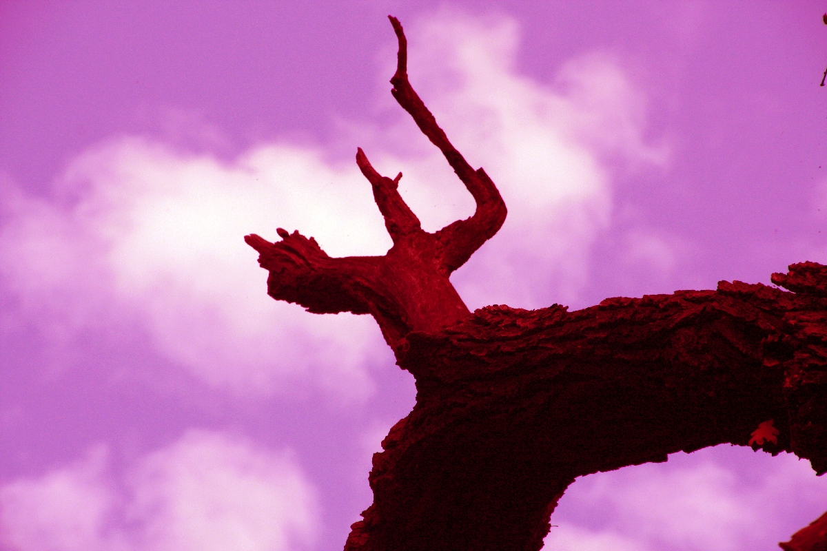 Wächter auf der Rieseneiche bei Niedergurig Wächter auf der Rieseneiche bei Niedergurig