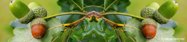 Eiche © fabianammer - Fotolia.com Eiche © fabianammer - Fotolia.com