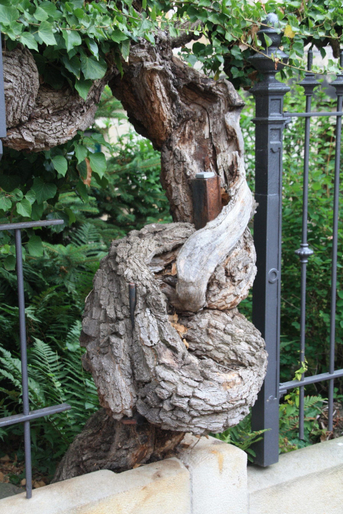 Baumriesen in Plauen - Efeu