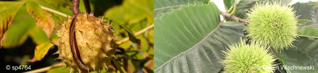 Kastanie © sp4764, Marén Wischnewski - Fotolia.com Kastanie © sp4764, Marén Wischnewski - Fotolia.com