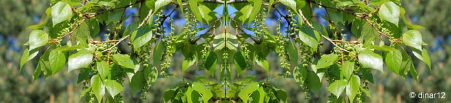 Pappel © dinar12 - Fotolia.com Pappel © dinar12 - Fotolia.com