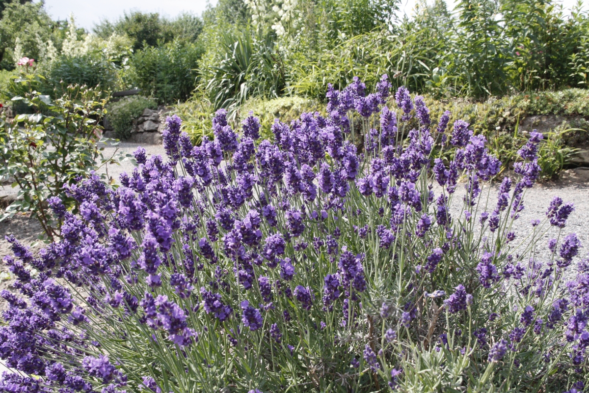 im Garten vom Altenheim St. Clara