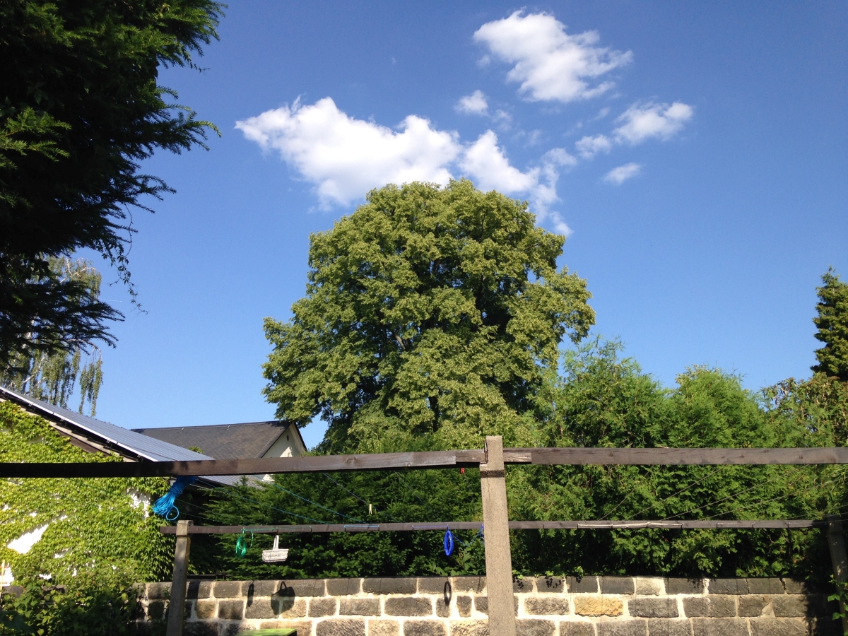 Blick aus unserem Garten