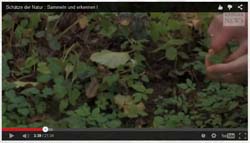 Video Marcus Strauss